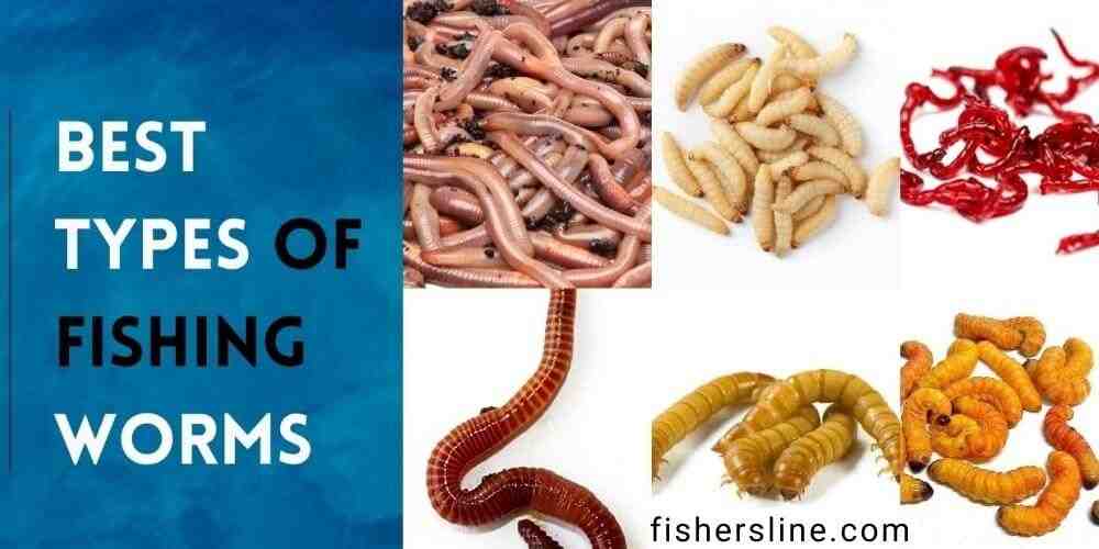 Are worms the best fishing bait?