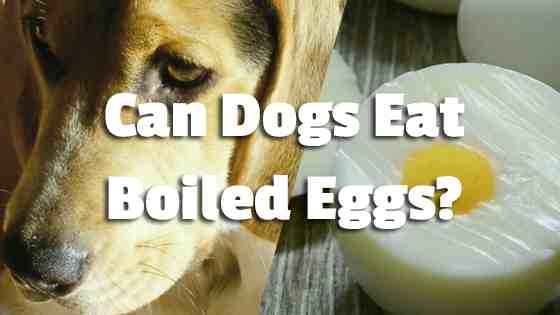 Can dogs eat 2 eggs a day?