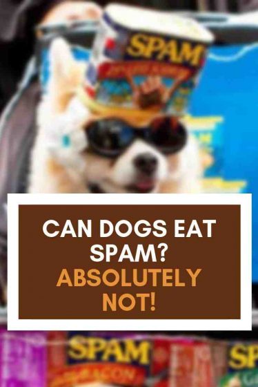 Can dogs eat Spam?