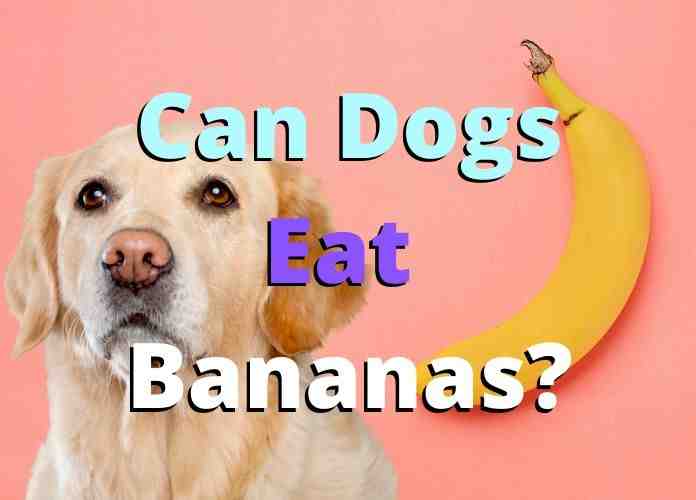 Can dogs eat cantaloupe?
