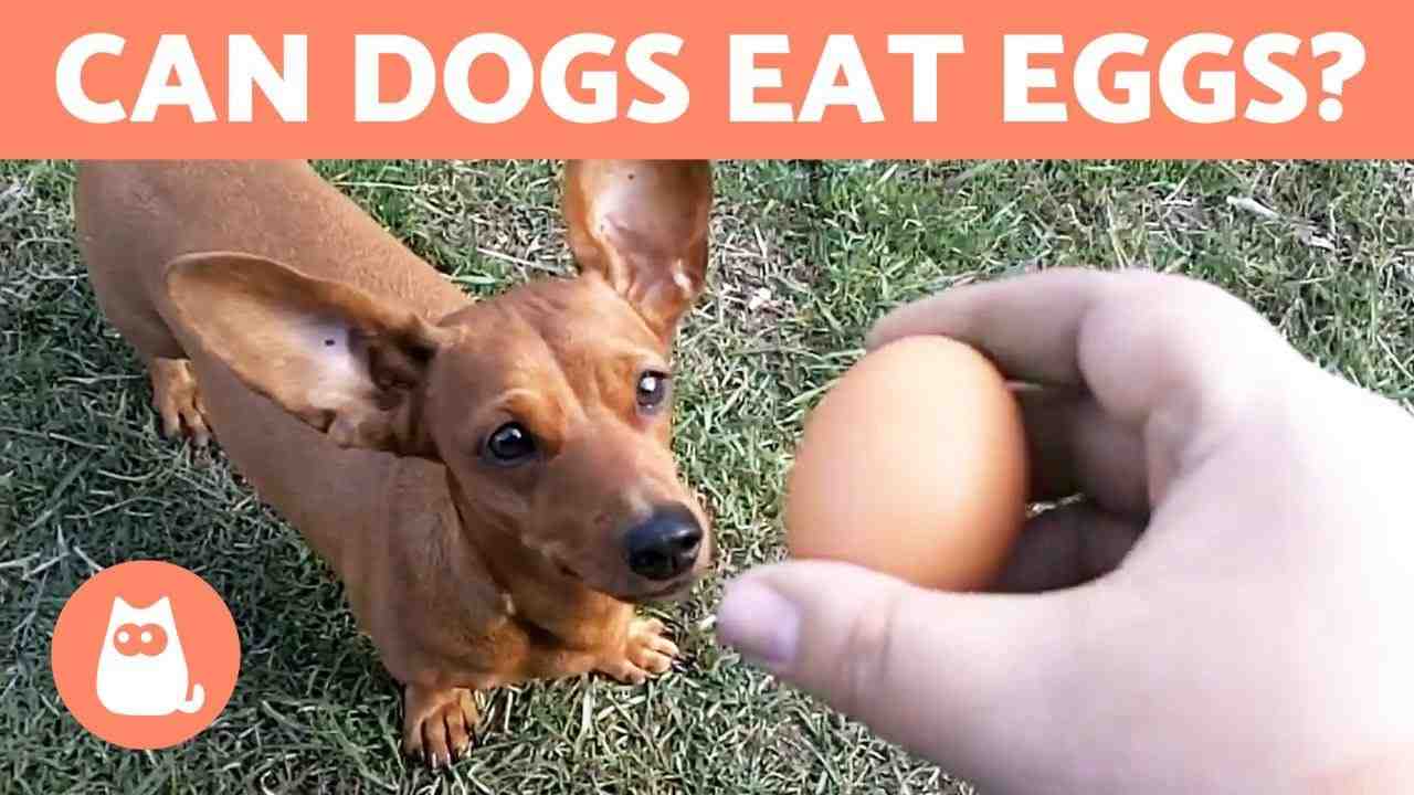 How many eggs can I feed my dog per day?