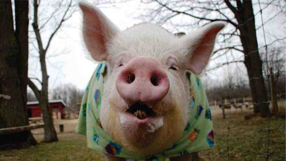 Is bacon from a pig's bum?
