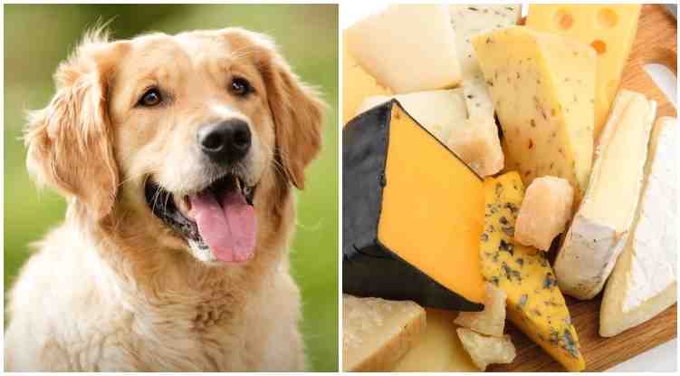 Is cheese bad for dogs?