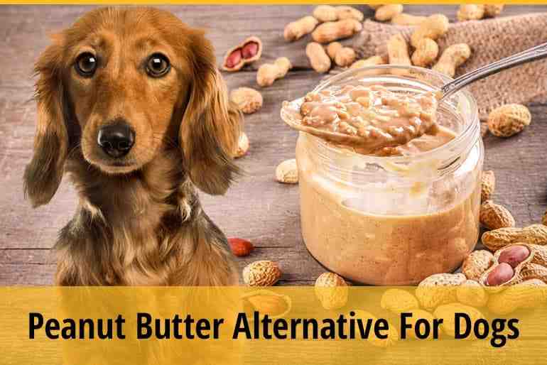 What brand peanut butter is safe for dogs?