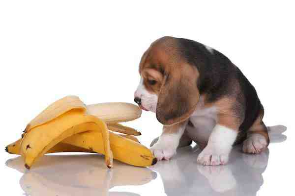 What foods are poisonous to dogs?