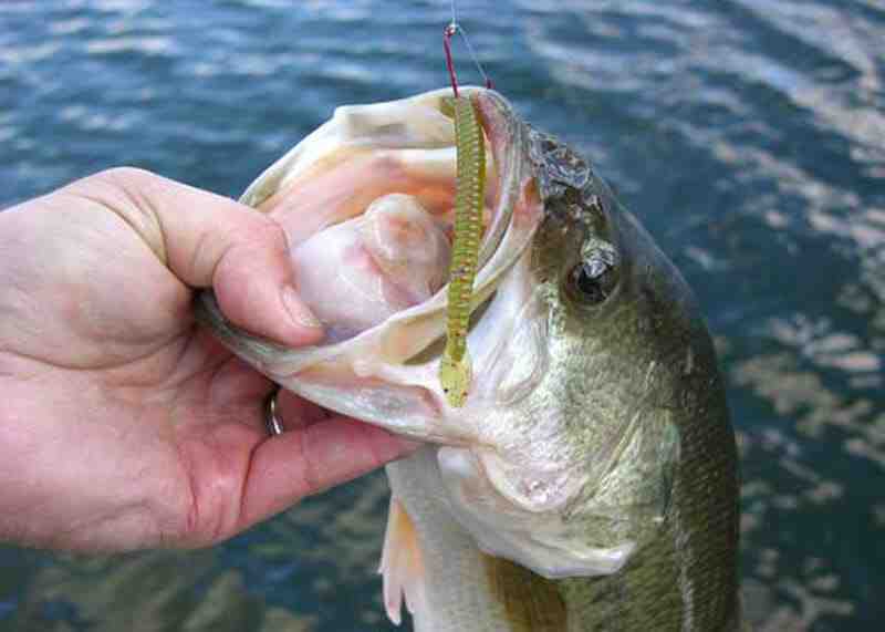What is best bait for bass fishing?