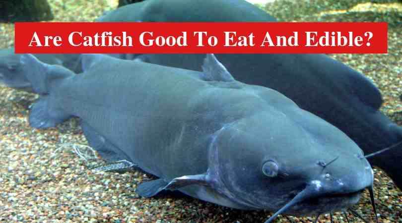 Are catfish good to eat?