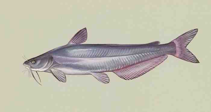Are freshwater catfish venomous?