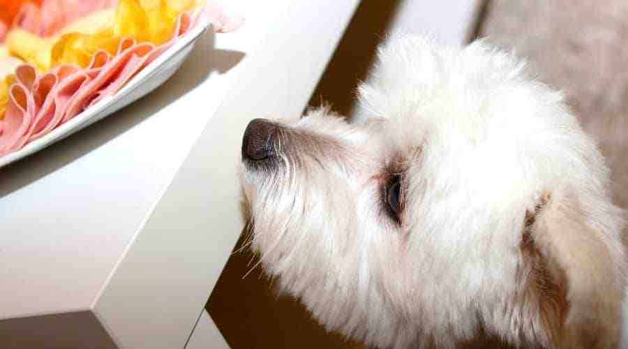 Can ham cause pancreatitis in dogs?