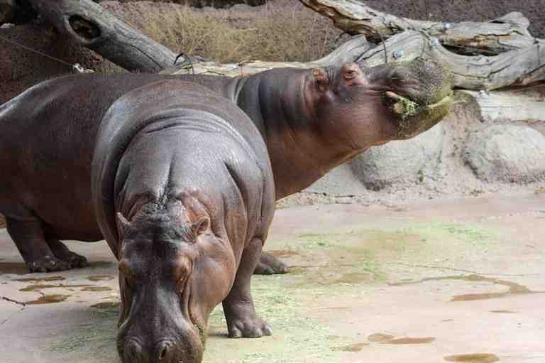 Can you eat a hippo?