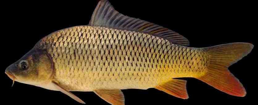 Can you eat carp from a lake?