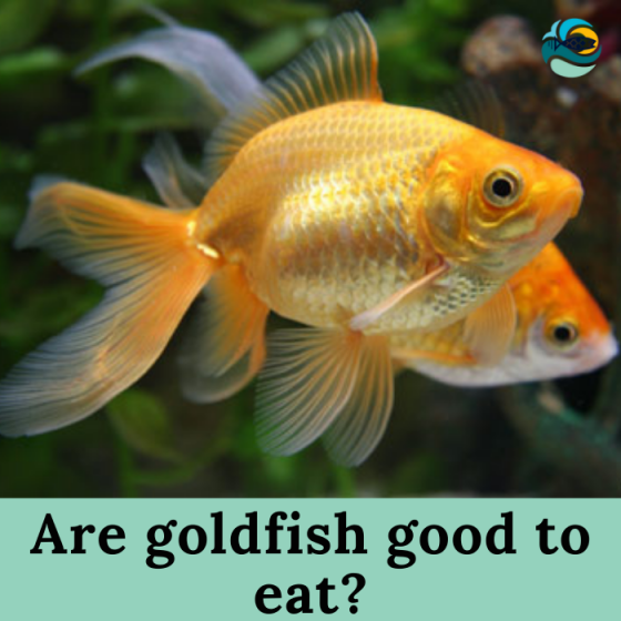 Can you eat goldfish?