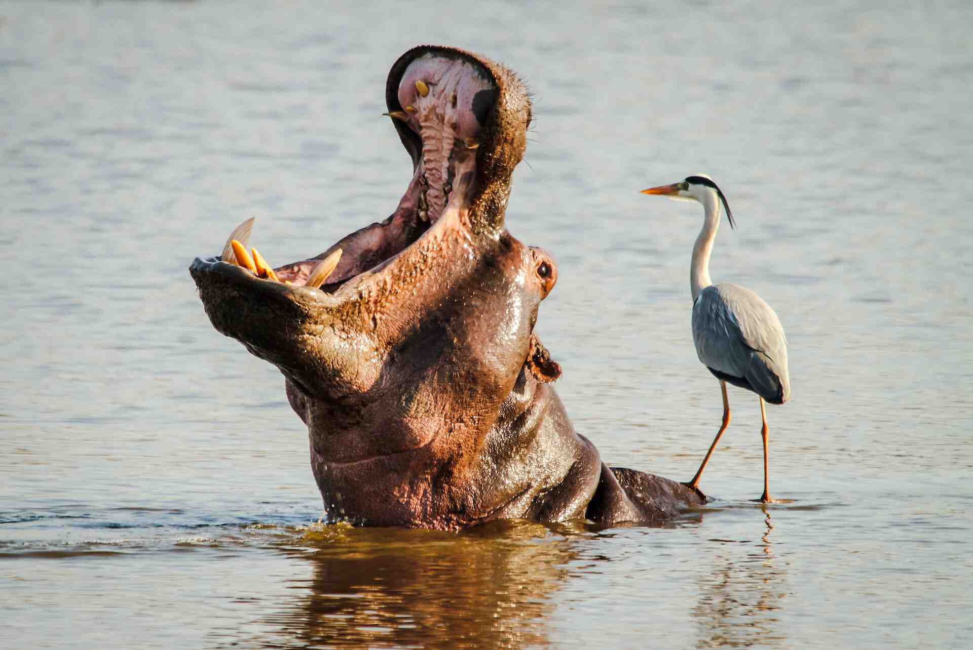 Can you eat hippopotamus meat?