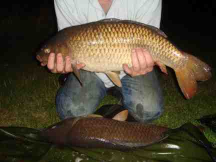 Can you put carp back in the water?