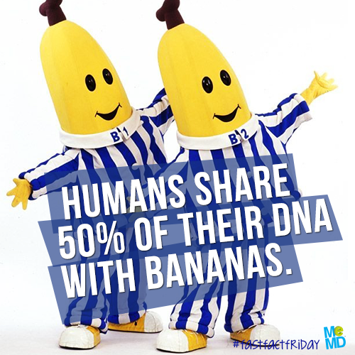 Do humans share approximately 60% of our DNA with bananas?