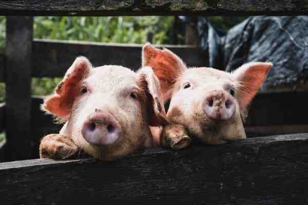 Do pigs eat human body?