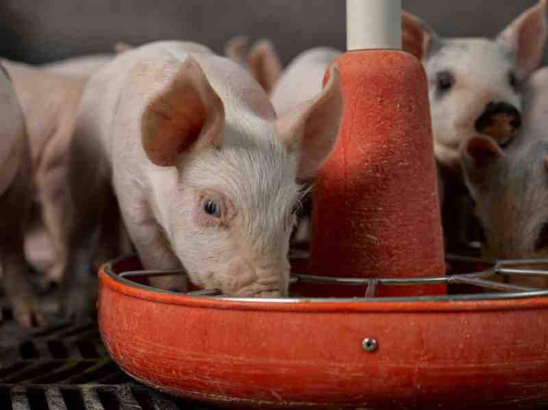 Do pigs eat their own poop?