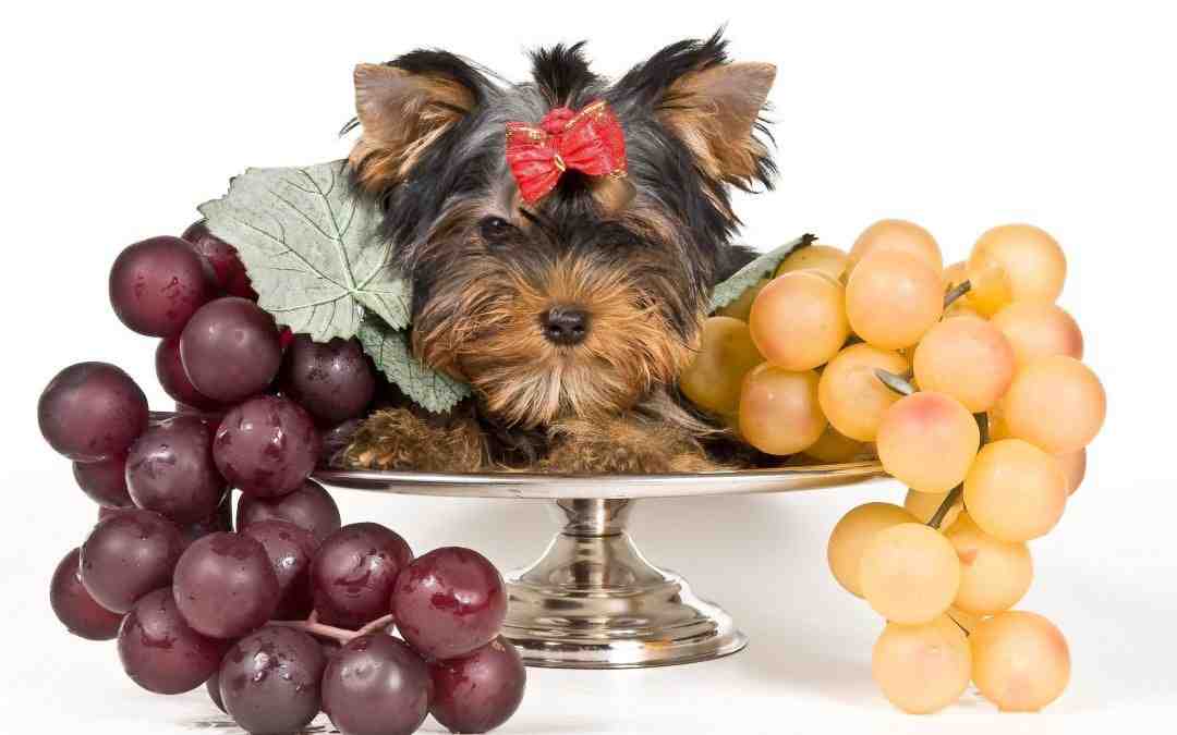 How do I make my dog throw up grapes?
