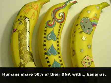 How much DNA do we share with apples?