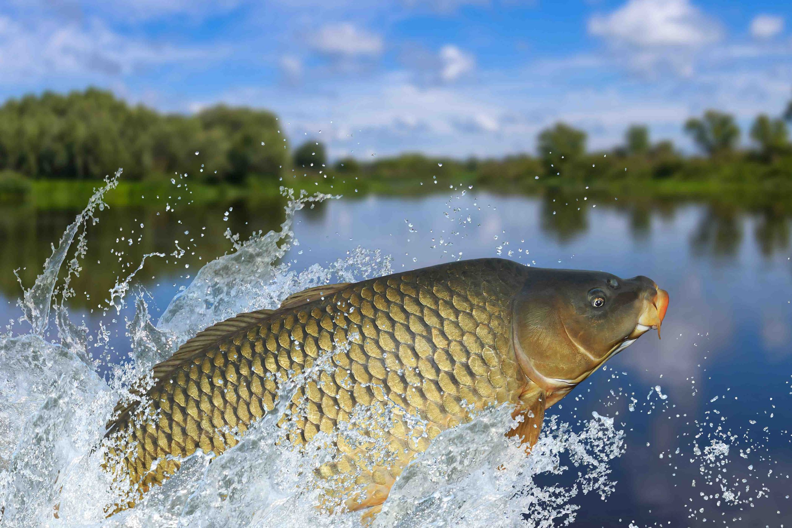 Is carp safe to eat raw?