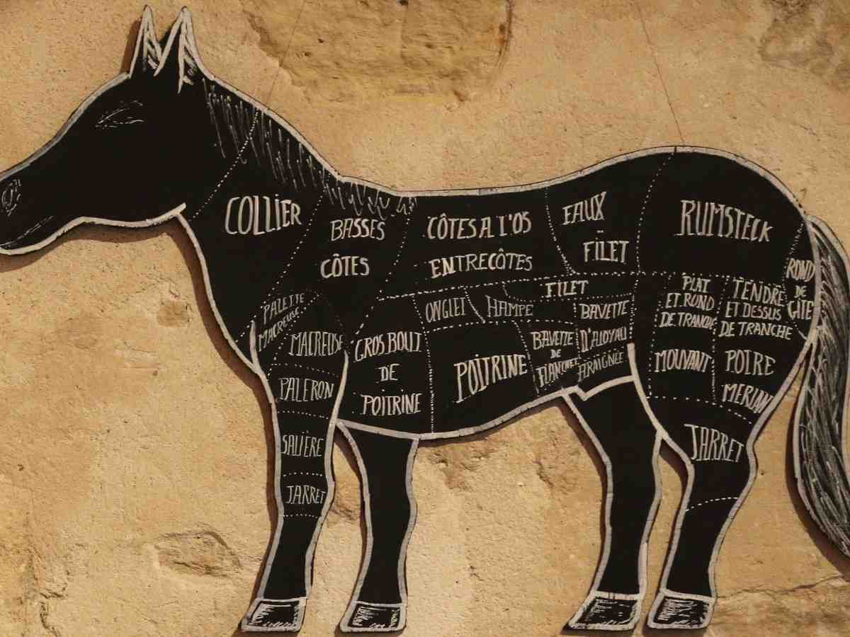 Is dog food made from horse meat?
