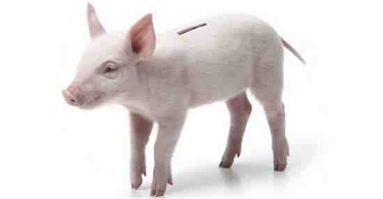 Is pork a pig?