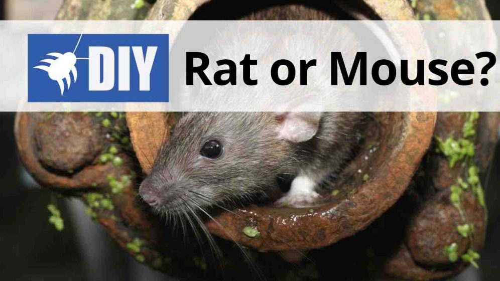 Is there rat poop in candy bars?