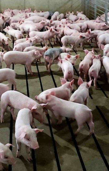 What animal produces pork?