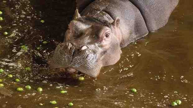 What does hippo taste like?