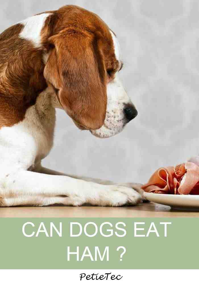 What is pancreatitis in dogs symptoms?