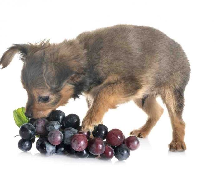 Why can't dogs eat grapes?