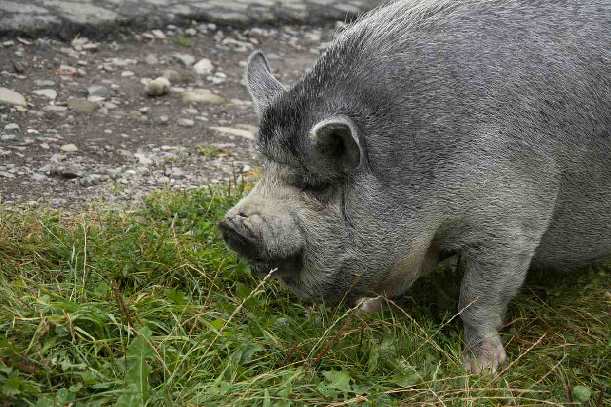 Why is it illegal to feed pigs kitchen scraps?