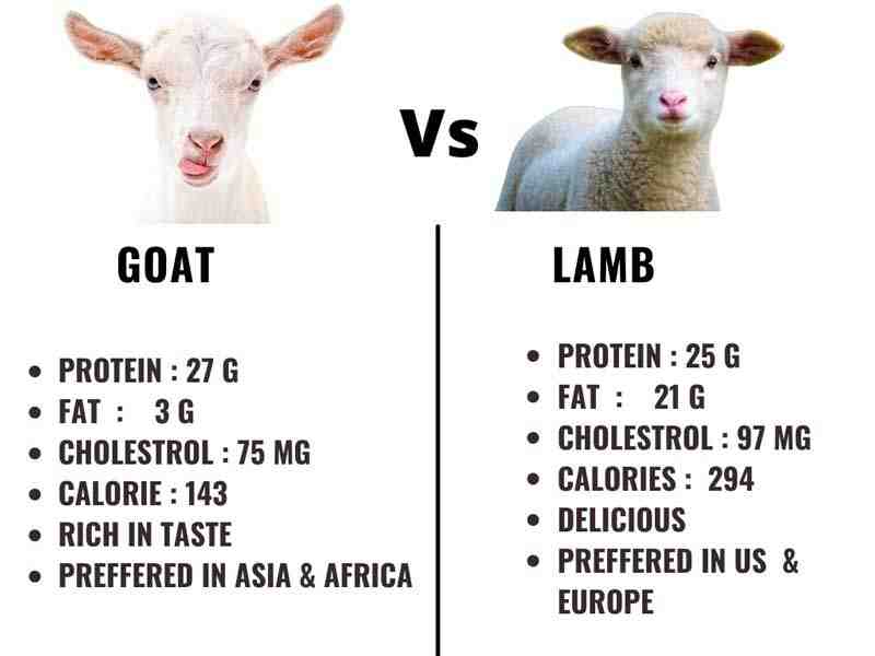 What is made from sheep?